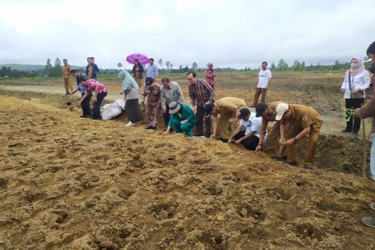 Food estate Humbang Hasundutan.