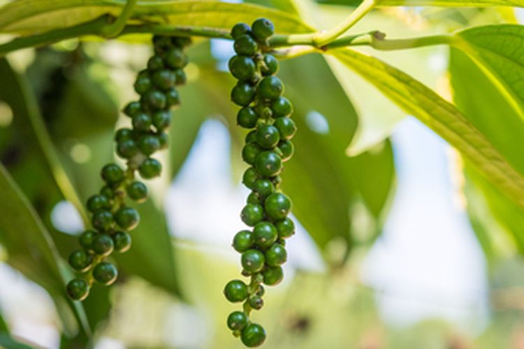 Ilustrasi tanaman lada