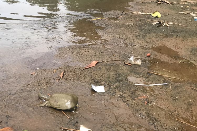 Seekor anak bulus dilepaskan di aliran Sungai Ciliwung tepatnya di wilayah Lenteng Agung, Jagakarsa, Jakarta Selatan pada Kamis (23/11/2020) pagi.