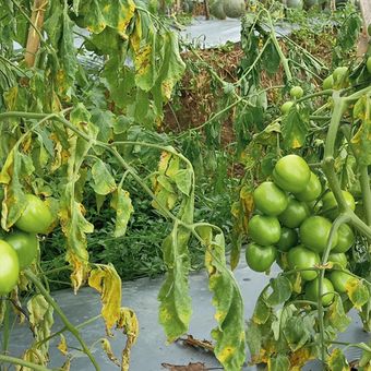 Ilustrasi tanaman tomat yang terserang penyakit layu fusarium. 