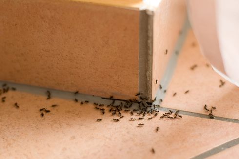 Cara Mengusir Semut di Rumah Pakai Jahe