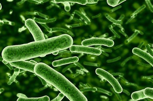 Bakteri: Pengertian, Struktur, dan Klasifikasinya