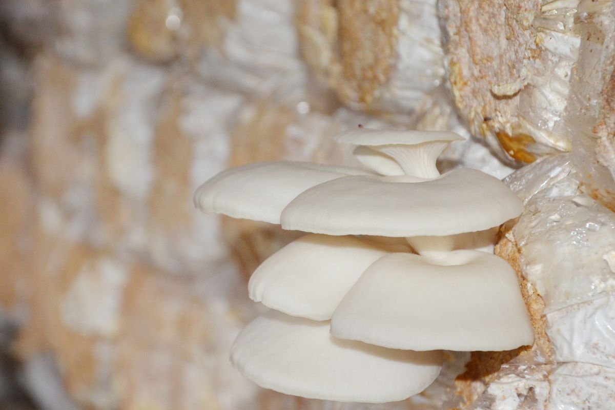 Ilustrasi jamur tiram, ilustrasi baglog.