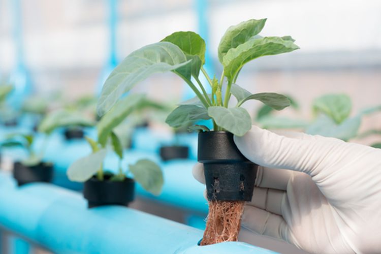 Ilustrasi hidroponik kailan