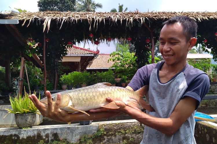 Pekerja menunjukkan ikan dewa di pusat budidaya di Desa Karangtengah, Kecamatan Cilongok, Kabupaten Banyumas, Jawa Tengah, Selasa (21/1/2020).