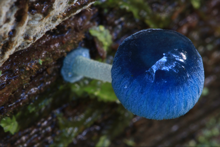 Foto Mycena Interrupta Jamur Payung Peri Yang Indah