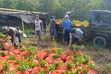 Menghijaukan Kawasan Bekas Tambang Timah Usai Habis Dikuras...