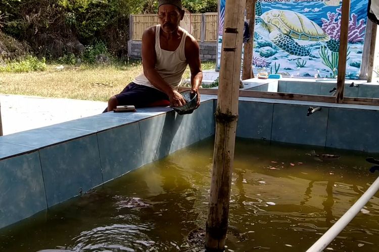 Mbah Peno memberi makan puluhan penyu jenis penyu sisik dan penyu hijau di kolam penangkaran penyu di kawasan wisata Pantai Serang, Kabupaten Blitar, Minggu (23/5/2021)