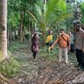 Pria di Kebumen Tewas Terjatuh dari Pohon Kelapa Setinggi 15 Meter