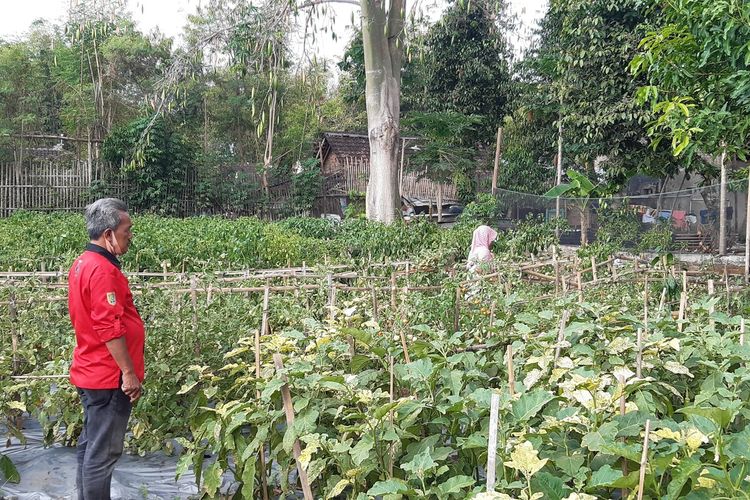 Thomas Sutana (53) meninjau lahan tanaman cabai kelompok Agro Makmur di Pucangan, Banaran, Delanggu, Klaten, Jawa Tengah, Kamis (17/9/2020).