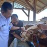 Hewan Kurban yang Melintas di Banyuwangi Wajib Telah Divaksinasi LSD dan PMK 2 Dosis