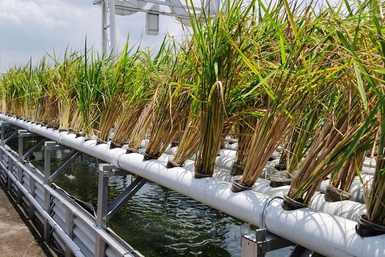 Ilustrasi padi hidroponik, menanam padi dengan sistem hidroponik. 