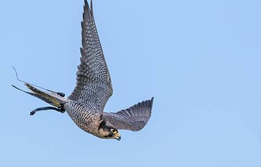 Ilustrasi elang peregrine, burung tercepat di dunia.