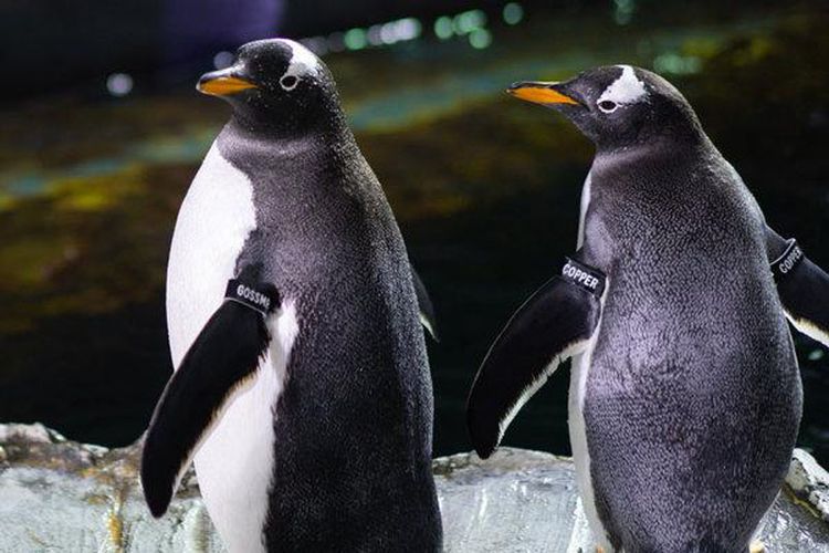 7800 Gambar Hewan Penguin HD Terbaru