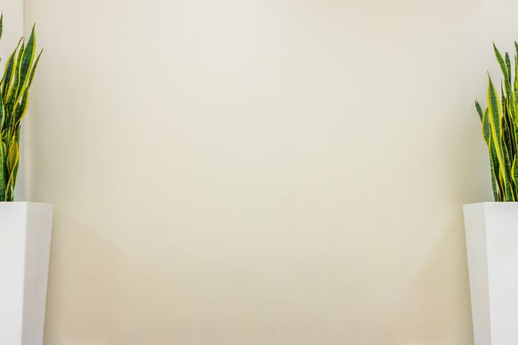 Ilustrasi tanaman hias lidah mertua (Sansevieria trifasciata).