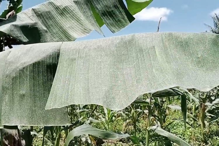 Gunung Ibu Erupsi, Abu Vulkanik Guyur Sejumlah Desa di Halmahera Barat