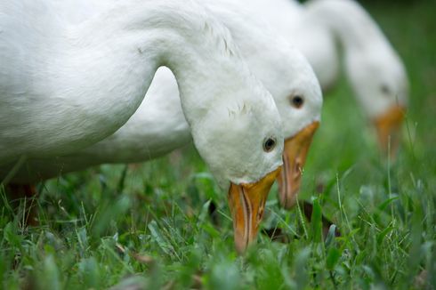 Peluang Bisnis Ternak Bebek, Simak Hal-hal yang Perlu Diperhatikan untuk Memulai Bisnisnya