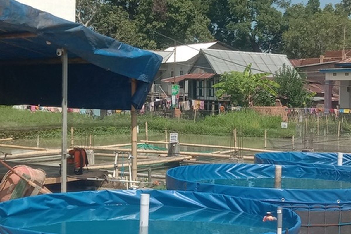 Petak sawah di Dusun Parangmalengu, Desa Panakukang, Kecamatan Pallangga, Kabupaten Gowa, Sulawesi Selatan seluas 16 are disulap menjadi lokasi budidaya ikan nila beromzet puluhan juta rupiah dalam sebulan. Sabtu, (8/7/2023).