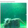 Viral, Foto Hiu di Sea World Tidur, Bisakah? Ini Kata Ahli