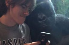 Ketika Gorila Tertarik pada iPhone