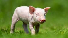 Mengapa Babi Haram? Simak Dasar Agama dan Ilmiahnya