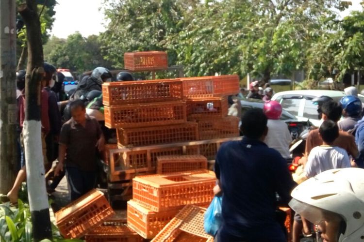 Mobil pickup yang membawa ayam untuk dibagikan gratis berhenti di Selatan Kantor DPRD Kota Yogyakarta karena dikejar beberapa warga. Setelah berhenti warga langsung berebut ayam, Rabu (26/6/2019).