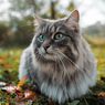 5 Ras Kucing yang Tidak Membuat Alergi, Gak Bikin Bersin dan Gatal