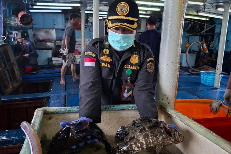 Didominasi Kerapu, Ikan Hidup Natuna Bernilai Rp 1,2 Miliar Tembus Pasar Hong Kong