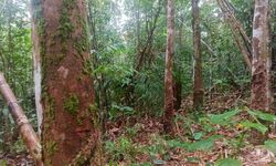 Koperasi Jadi Harapan Baru Petani Karet di Kalbar di Tengah Lesunya Produksi