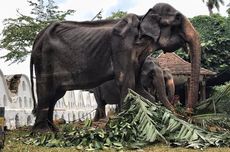 Sri Lanka Selidiki Kasus Gajah Kurus Tikiri yang Dipaksa Bekerja