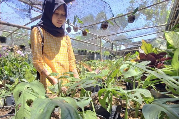 Seorang pembeli melihat tanaman hias janda bolong di Kota Pekalongan Jawa Tengah.