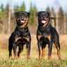 5 Ras Anjing yang Mirip Doberman Pinscher