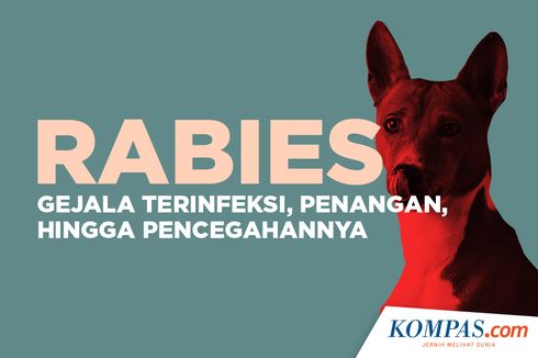 INFOGRAFIK: Mengenal Apa Itu Rabies, Gejala Terinfeksi, hingga Pencegahannya