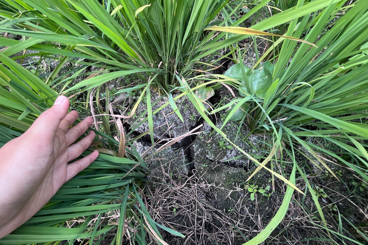 Kekeringan Mengancam Pemangkasan Produksi Padi Bandung Barat hingga 15 Persen