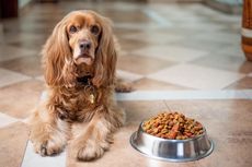 Mengapa Anjing Tidak Boleh Makan Makanan Kucing?