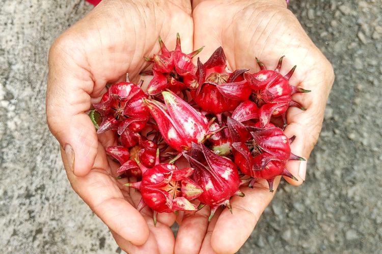 Ilustrasi rosella, bunga rosella. 