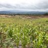 Walhi Minta Pemerintah Cabut Aturan Pembangunan Food Estate di Kawasan Hutan