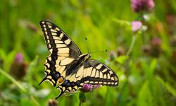 Interpol Sita 30.000 Satwa dan Tanaman Ilegal di 134 Negara, Perdagangan Daging Meningkat