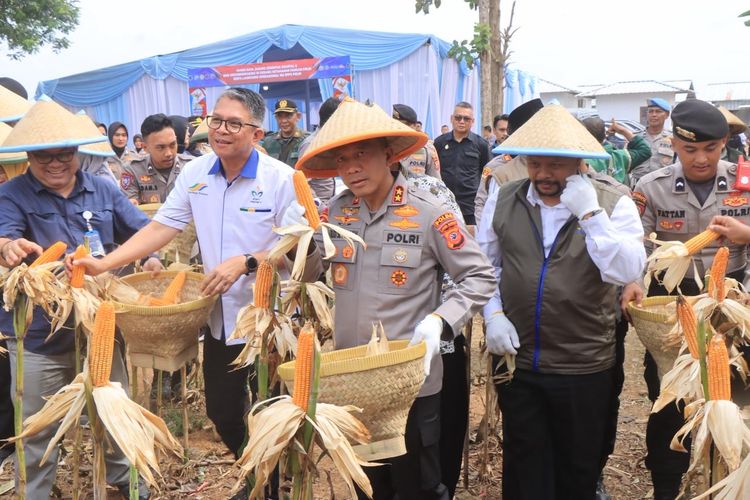 Polda Jabar Panen Raya Jagung di Indramayu, Dukung Swasembada Pangan Prabowo