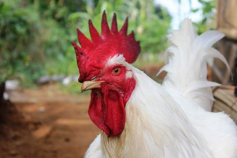 Bukti Baru Ungkap Bagaimana Ayam Didomestikasi