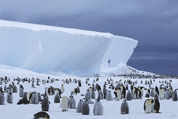 Selain pinguin, tak banyak binatang yang bisa bertahan hidup di suhu dingin Antartika termasuk ular.