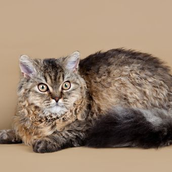 Ilustrasi ras kucing Selkirk Rex.