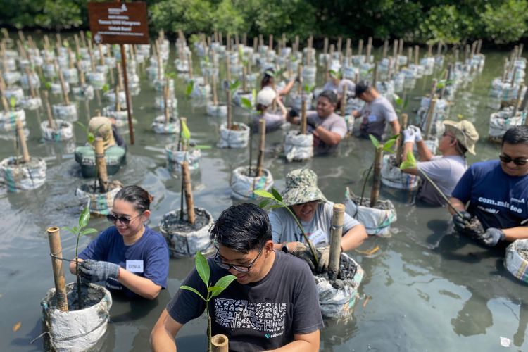 PT Merdeka Copper Gold Tbk (MDKA) menanam 1.000 bibit mangrove di kawasan pesisir dan taman wisata alam (TWA) Angke Kapuk, Jakarta Utara, serta di Muara Gembong, Bekasi, Jawa Barat, pada Kamis (25/7/2024).