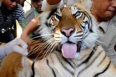 Kisah Petani Diserang Harimau Saat Menyadap Karet, Selamat karena Naik Pohon