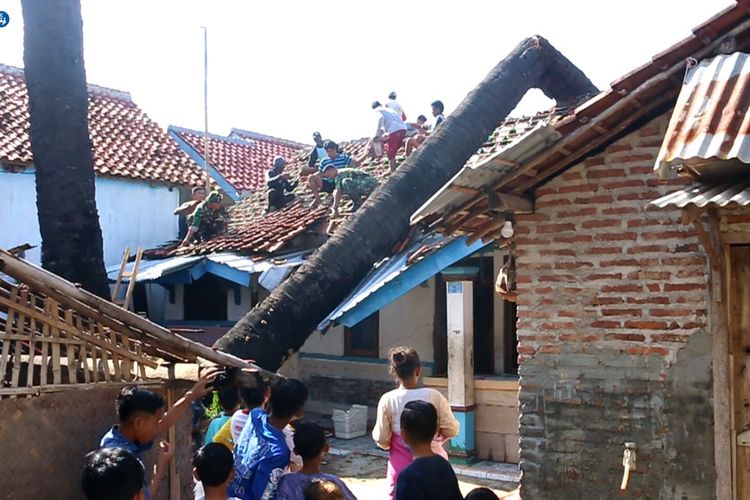 Pohon sejenis palem atau kepala ini menimpa dua buah rumah di Desa Pelayangan, Kecamatan Gebang, Kabupaten Cirebon, Jawa Barat. Pohon yang berusia di atas 55 tahun denga ketinggian lebih dari 15 meter tumbang setelah diterjang hujan lebat dan angina kencang pada Sabtu petang (11/1/2020). Sejumlah warga bersama tim gabungan TNI POLRI membantu proses perapihan di lokasi.