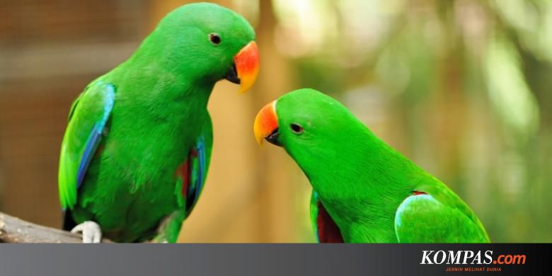 Serba Serbi Hewan Bagaimana Sih Burung Beo Menirukan Suara Manusia Serba Serbi Hewan Bagaimana Sih Burung Beo Menirukan Suara Manusia