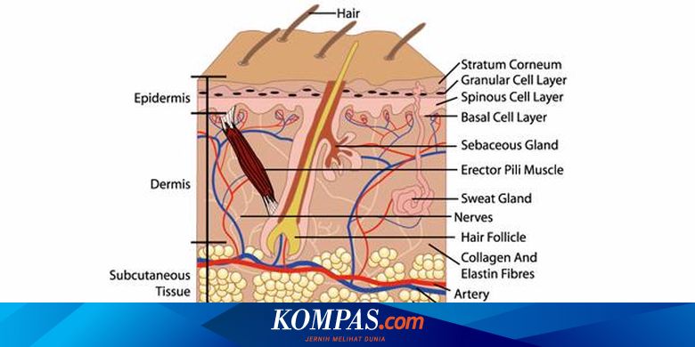 Mencegah Kulit dari Ancaman Penyakit Halaman all - Kompas.com