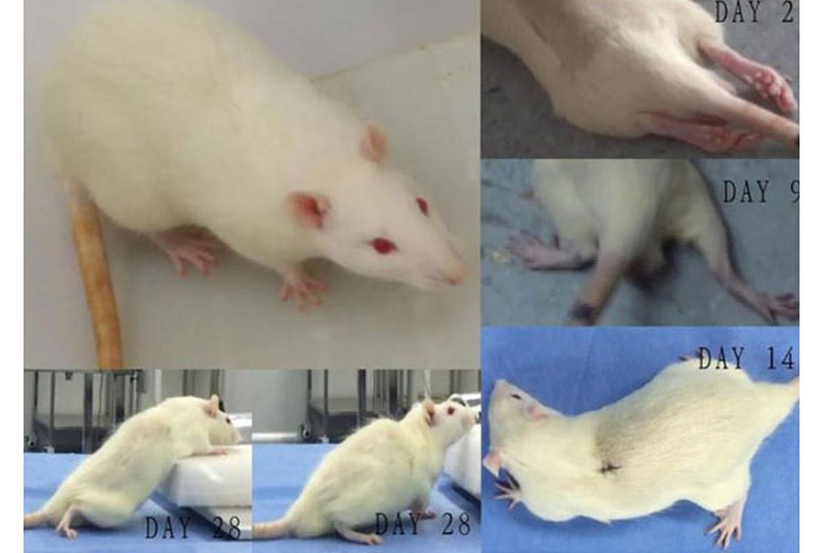 Canavero menklaim telah memutuskan tali spinal dari beberapa tikus dan menyambungkannya kembali.