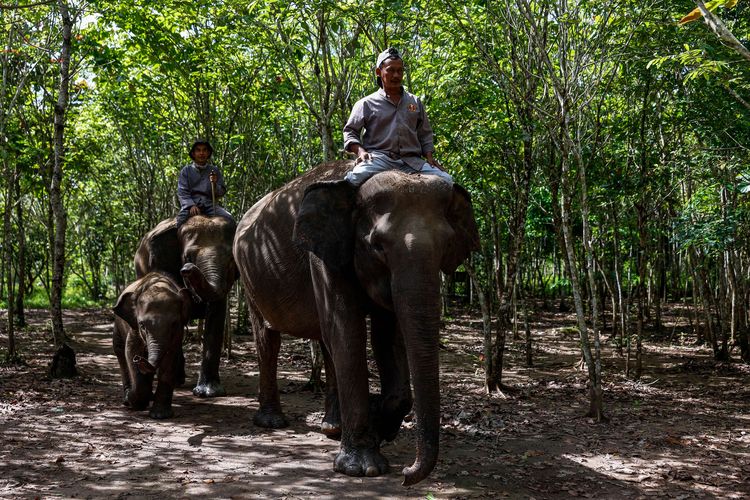 Mahout dari Camp ERU (Elephant Respons Unit) Tegal Yoso saat melakukan patroli gajah liar di Taman Nasional Way Kambas, Lampung Timur, Senin (4/1/2021). Total ada 8 gajah, 5 dewasa yang berpatroli di sekitaran Camp Tegal Yoso. Mereka mempunyai kewajiban untuk mencegah risiko konflik berbahaya antara manusia dan gajah liar di Taman Nasional Way Kambas.