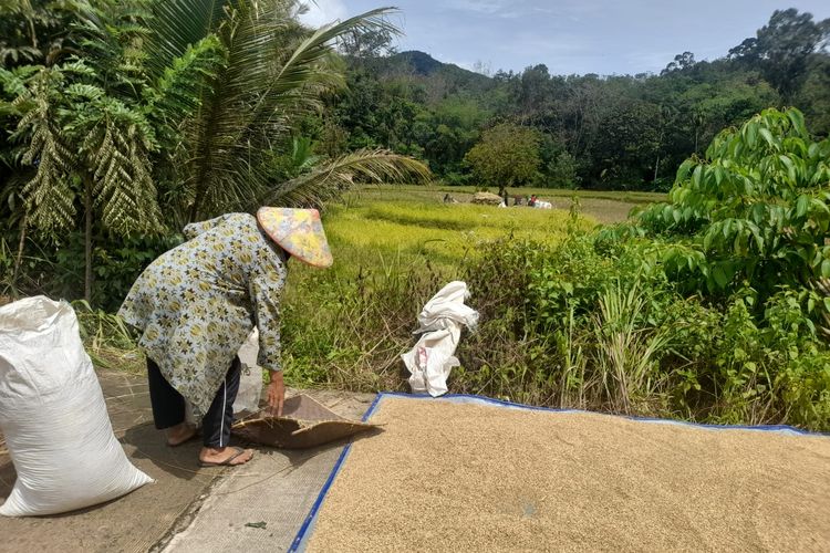 Petani sedang menjemur padi hasil panen yang mengalami penurunan produksi karena saluran irigasi mulai terganggu karena aktivitas penambangan emas ilegal